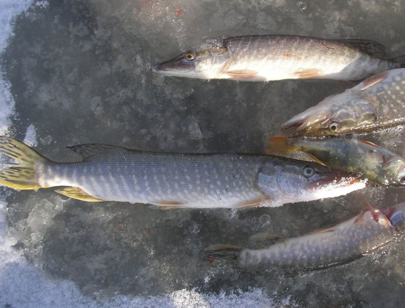 Зимняя рыбалка в Астраханской области на Ахтубе